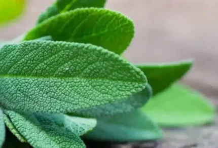 La Drogheria Salvia Foglie